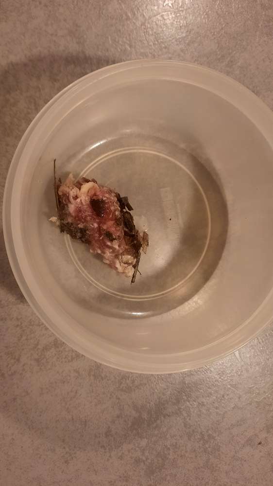 Giftköder-Rohes Hackfleisch gefunden-Profilbild