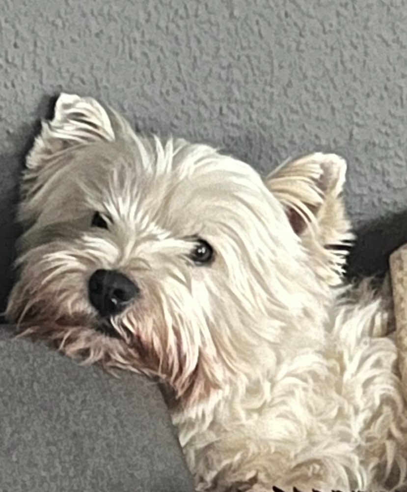 Giftköder-Vergifteter Hund-Profilbild