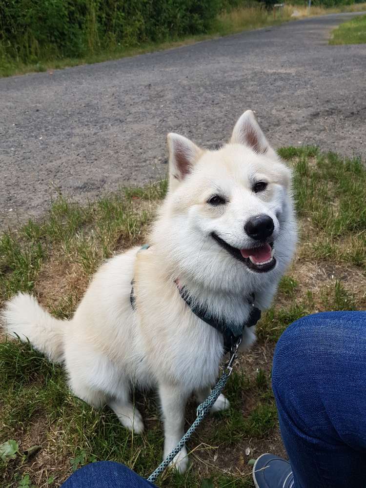 Hundetreffen-Gassi-, Spiel- & Trainingsfreunde gesucht-Profilbild