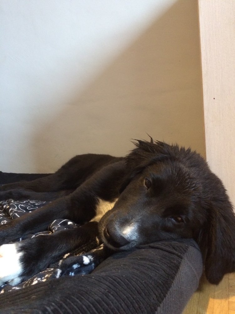 Hundetreffen-Junghundtreffen Weimar/Weimarer Land-Profilbild