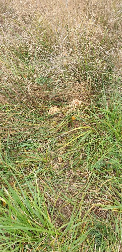 Giftköder-Abfälle und Glas-Profilbild