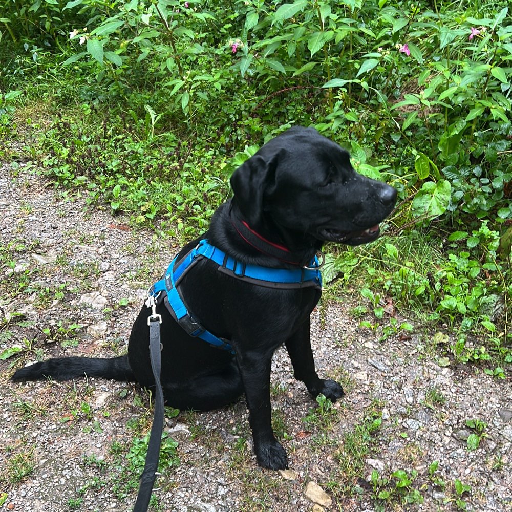 Hundetreffen-Spieltreff/Gassirunde-Profilbild