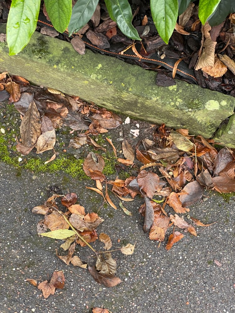 Giftköder-Wurststücke unter Laub versteckt-Profilbild