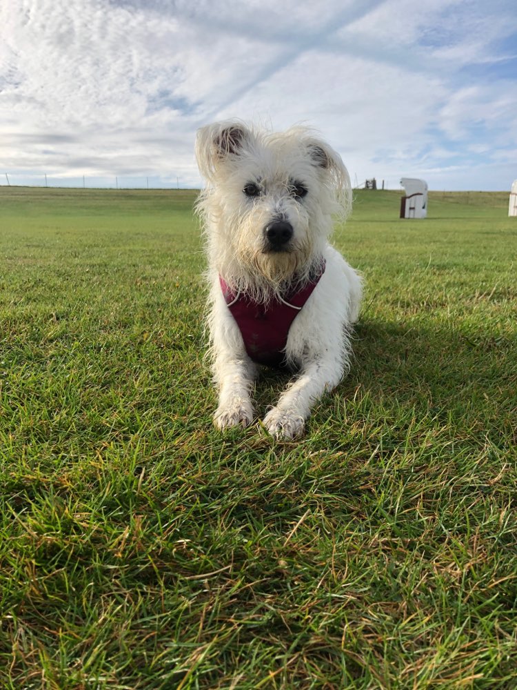 Hundetreffen-Gemeinsame Spaziergänge-Profilbild