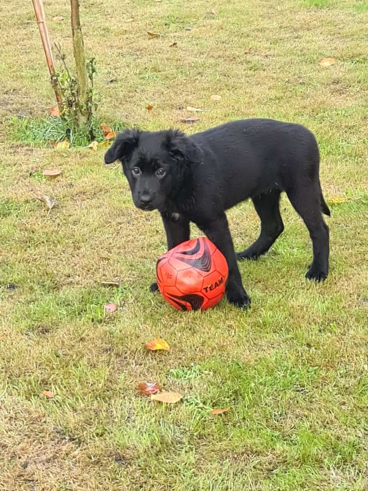 Hundetreffen-Welpentreffen und Freunde finden-Profilbild