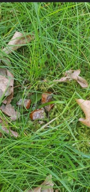 Giftköder-Fleisch mit Rasierklinge-Profilbild