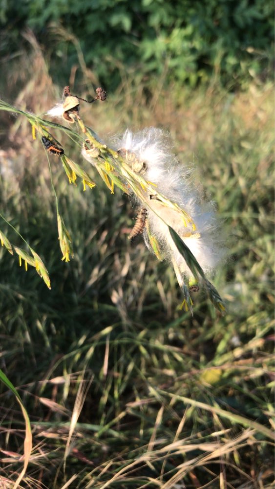 Giftköder-Eichenprossesionspinner-Profilbild