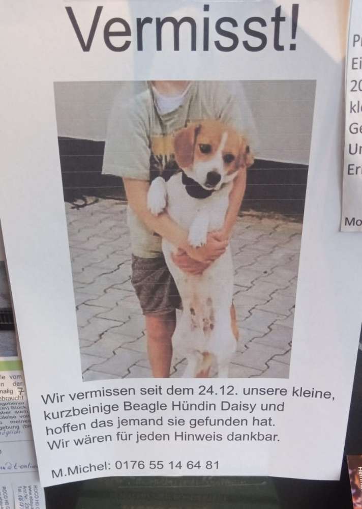 Suchmeldung-Daisy-Profilbild