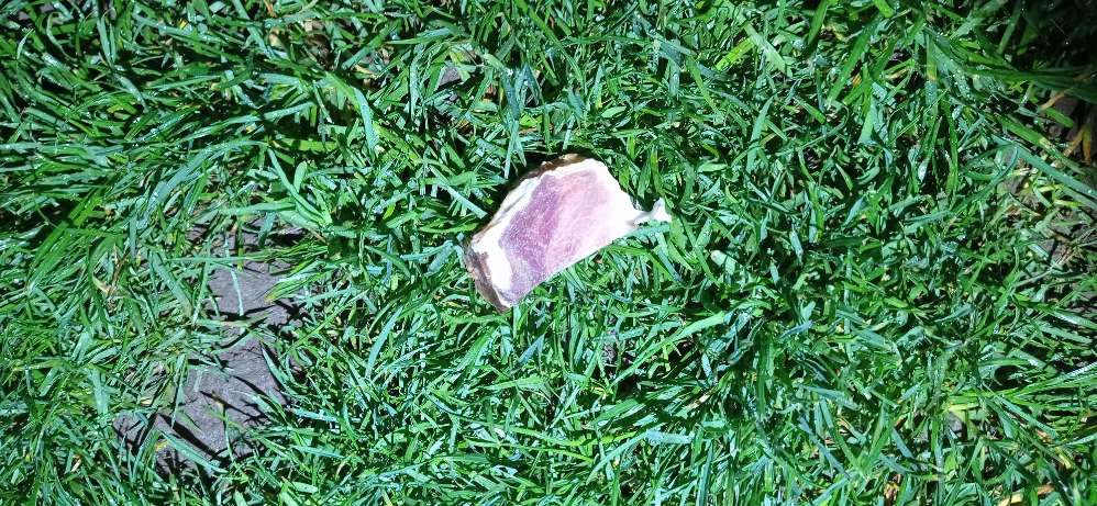 Giftköder-Verdacht auf Giftköder-Profilbild