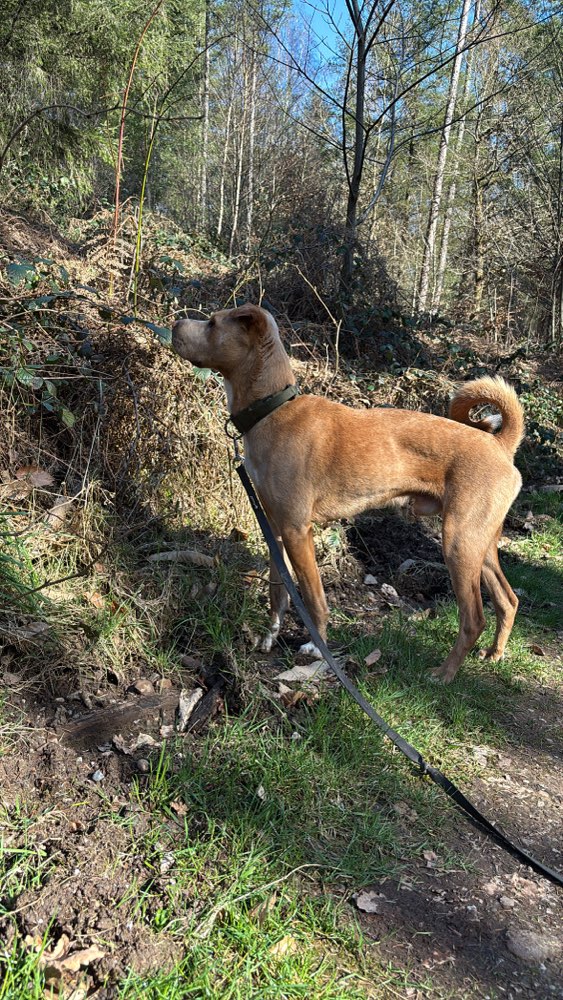 Hundetreffen-Spazieren gehe-Profilbild