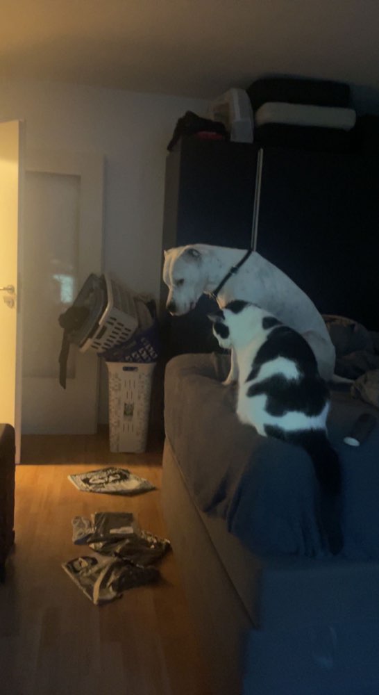 Hundetreffen-Socialwalk-Profilbild