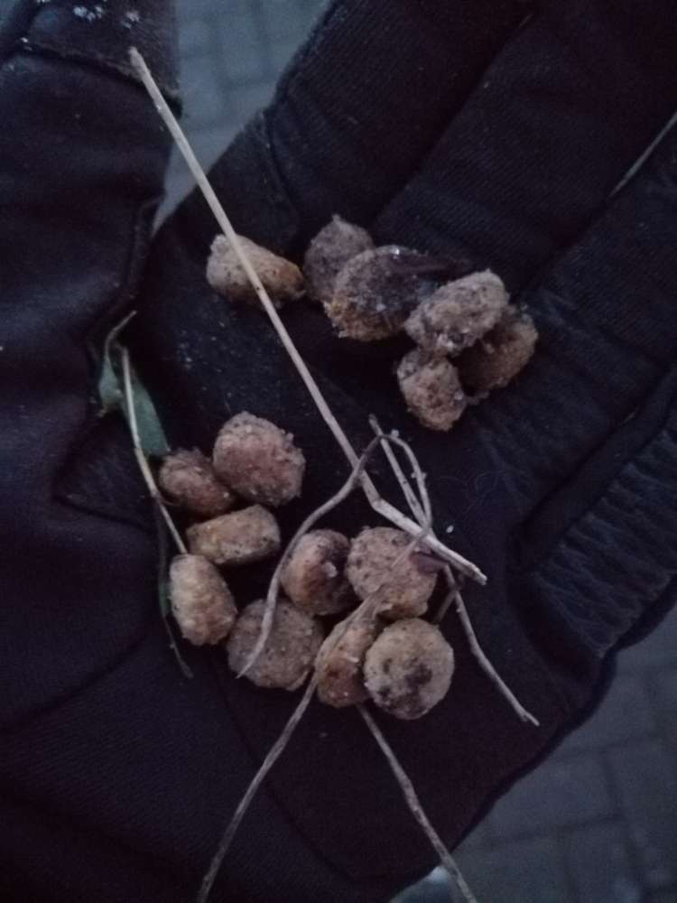 Giftköder-Fragliches Hundefutter an der Schrote-Profilbild