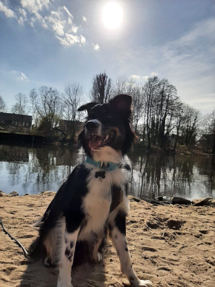 Hundetreffen-Hunde Freunde gesucht 🌸-Profilbild