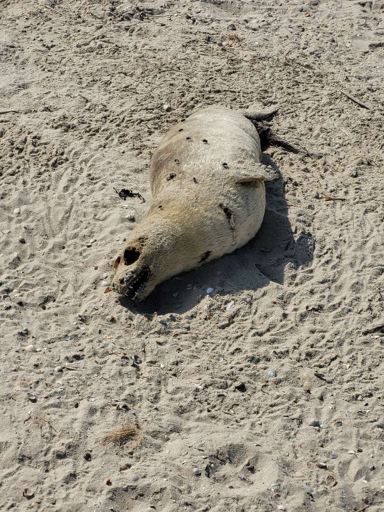 Giftköder-Toter Seehundkadaver am Strand-Profilbild