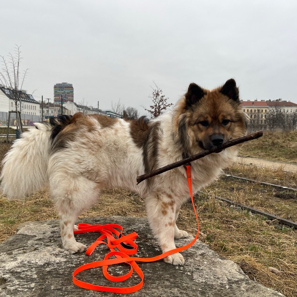 Hundetreffen-Playdate und Spaziergänge, Welpen und Junghunde-Profilbild