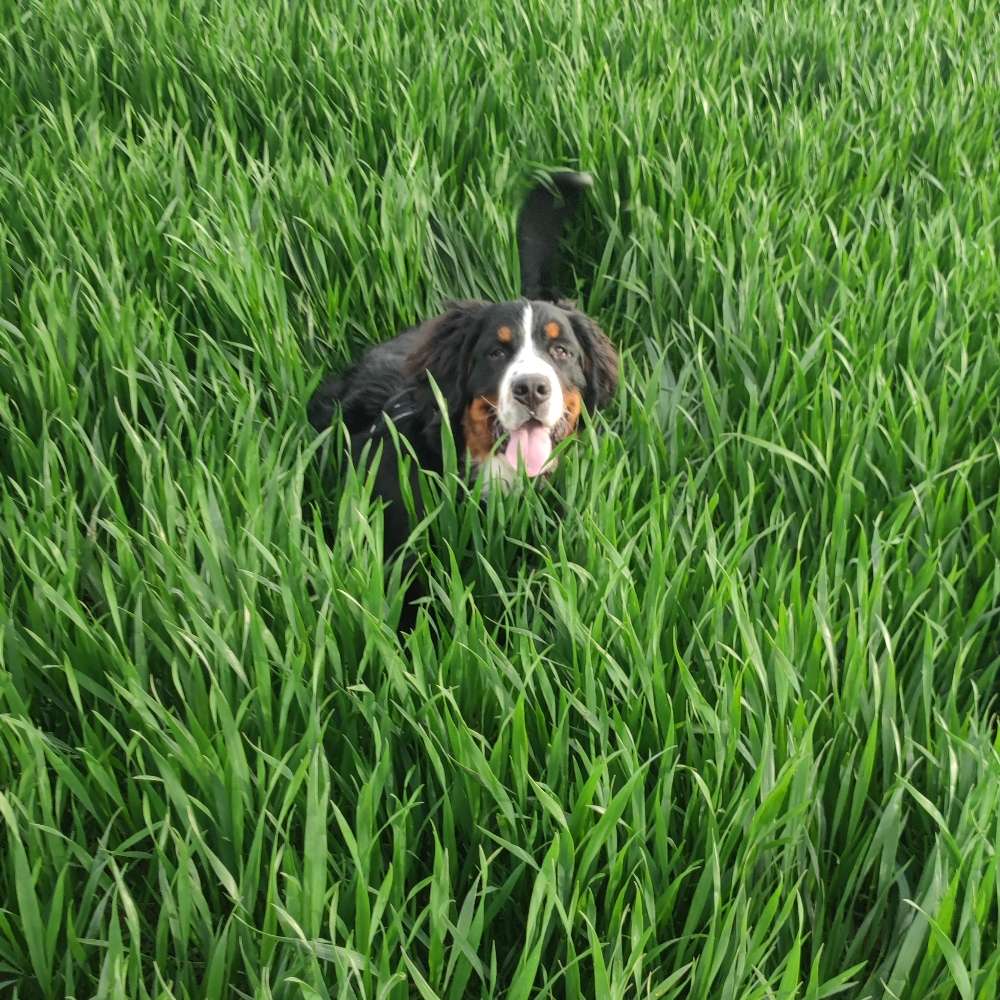 Hundetreffen-Gassi und spielen:)-Profilbild