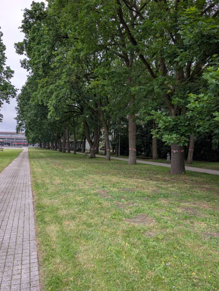Giftköder-Eichen-Prozessionsspinner-Profilbild