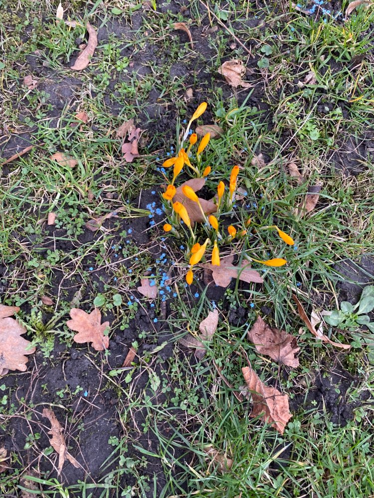 Giftköder-Blaukorn, giftig für Hunde-Profilbild