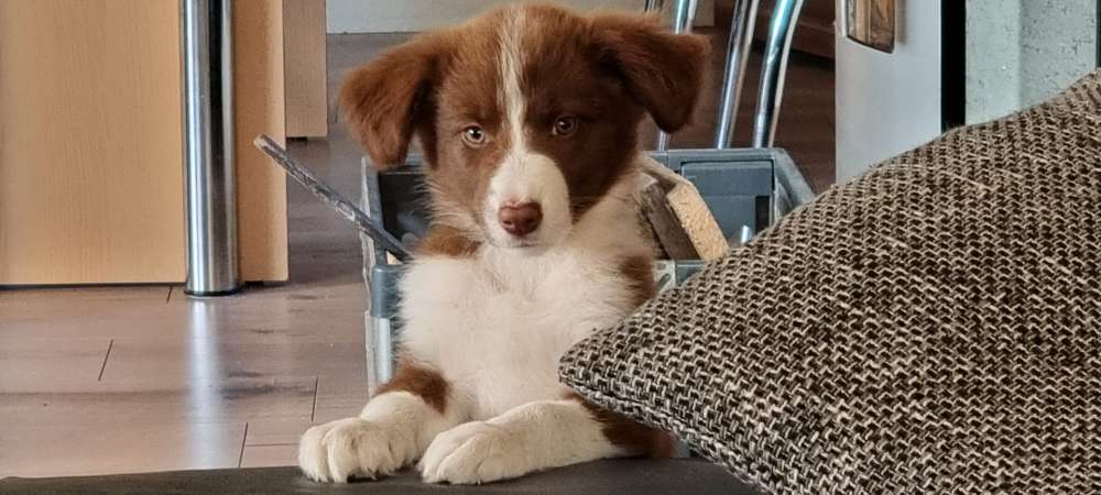 Hundetreffen-Welpen treffen, spielen, toben-Profilbild