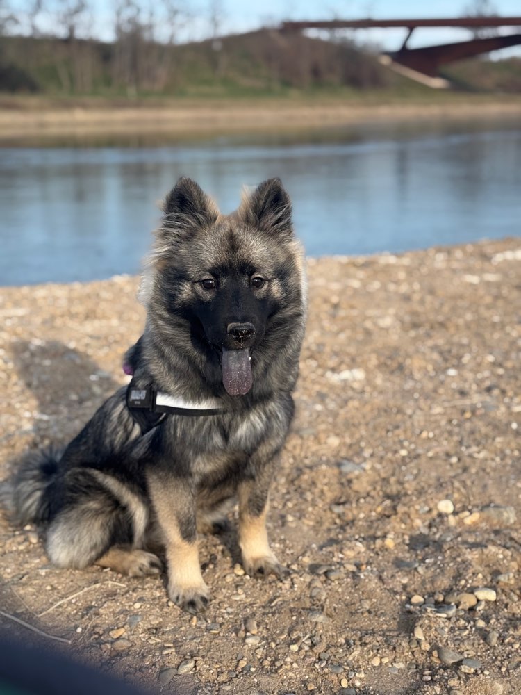 Hundetreffen-Junghund Kira sucht Trainingspartner-Profilbild