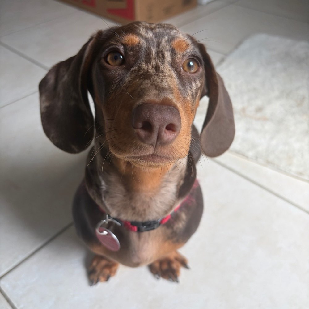 Hundetreffen-Dackel Treff-Profilbild