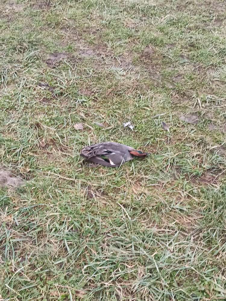 Giftköder-Tote Ente-Profilbild