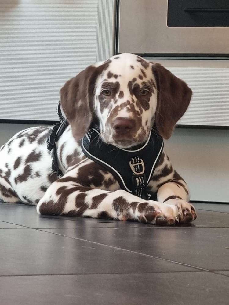 Hundetreffen-Spiel- und Gassifreund für Milow-Profilbild