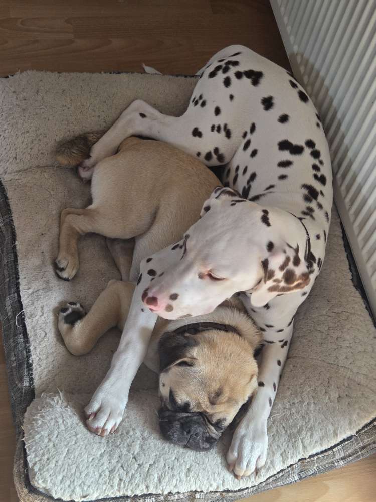 Hundetreffen-Welpentreff/Junghundetreff-Profilbild