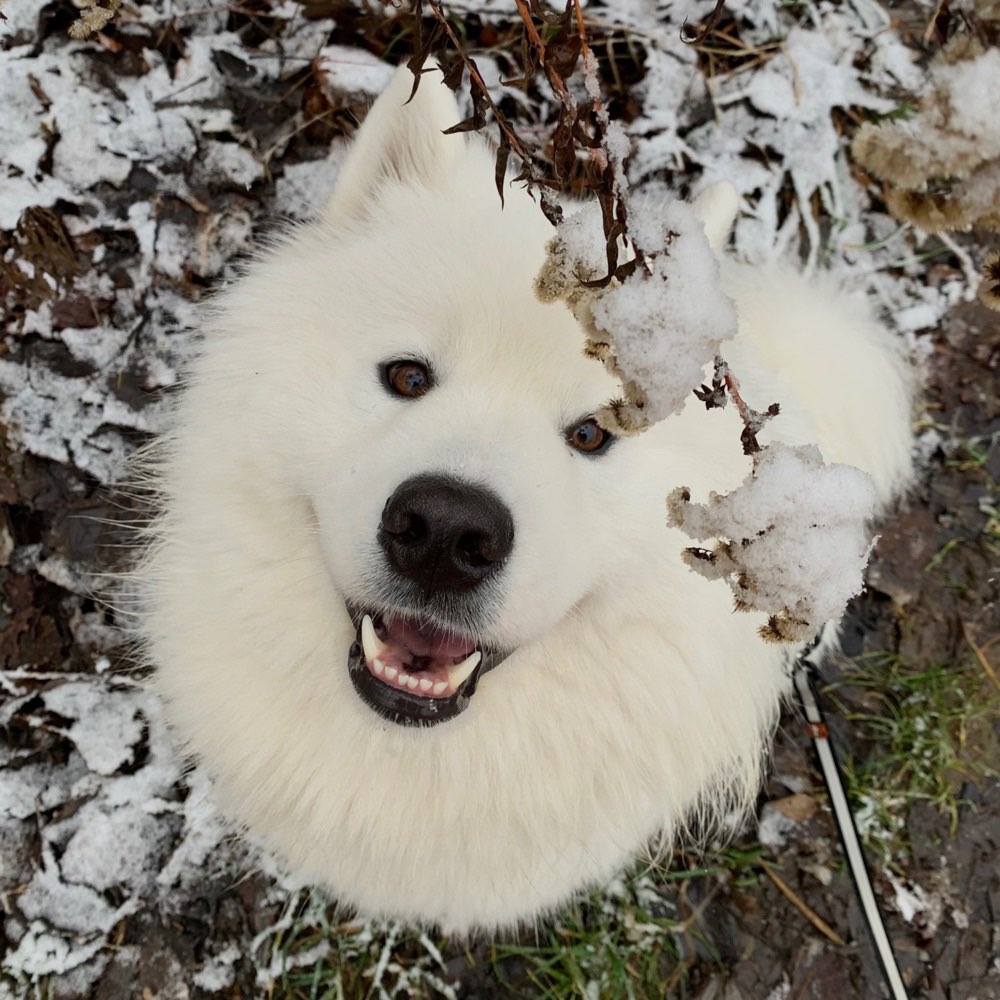 Hundetreffen-Trainings-und Spielpartner gesucht-Profilbild