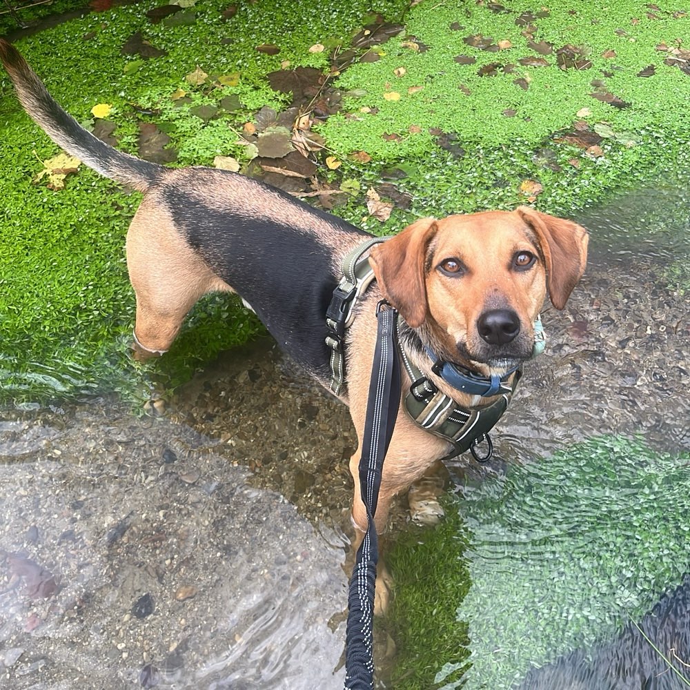 Hundetreffen-Spaziergang um Hundebegegnungen zu trainieren-Profilbild