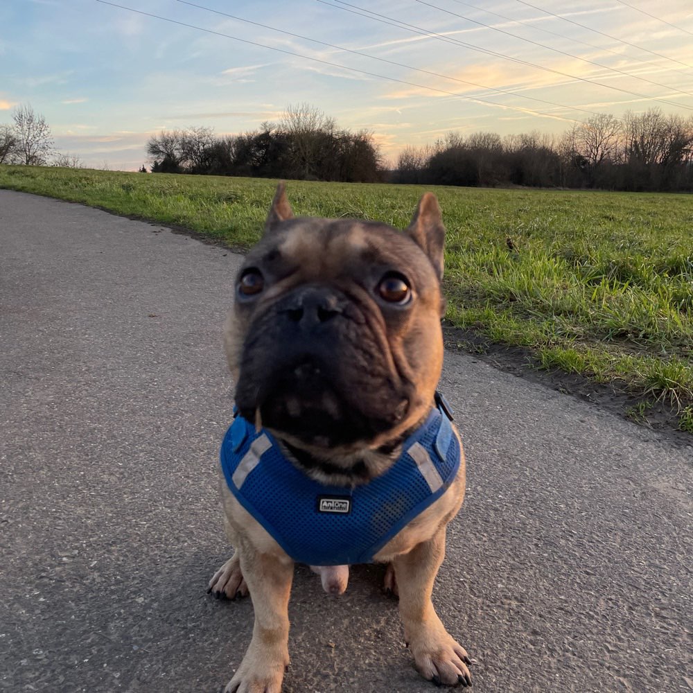 Hundetreffen-Gasssirunde-Profilbild