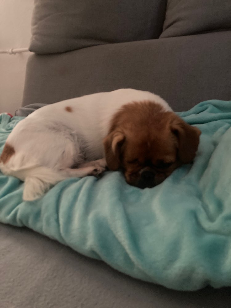 Hundetreffen-Brauche Spielkameraden-Profilbild