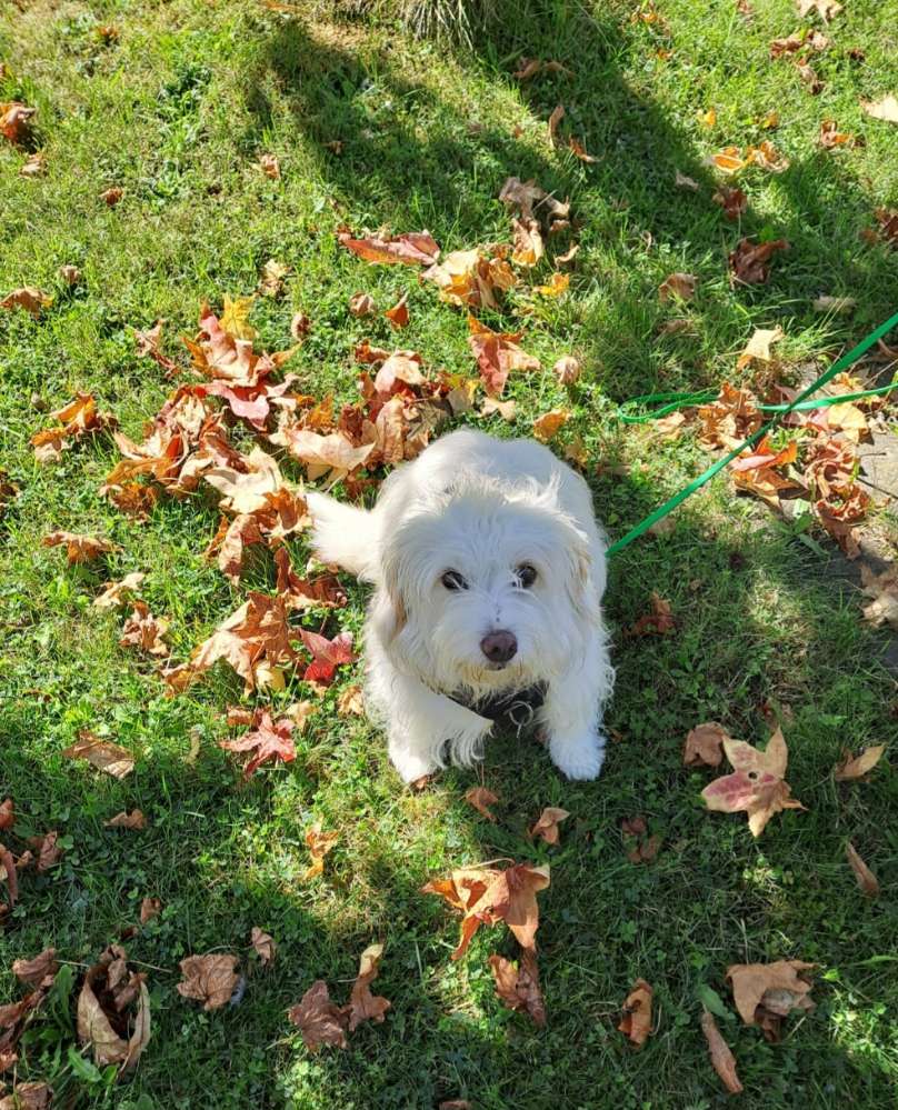 Hundetreffen-Spiel- und Gassipartner in Neubottenbroich-Profilbild