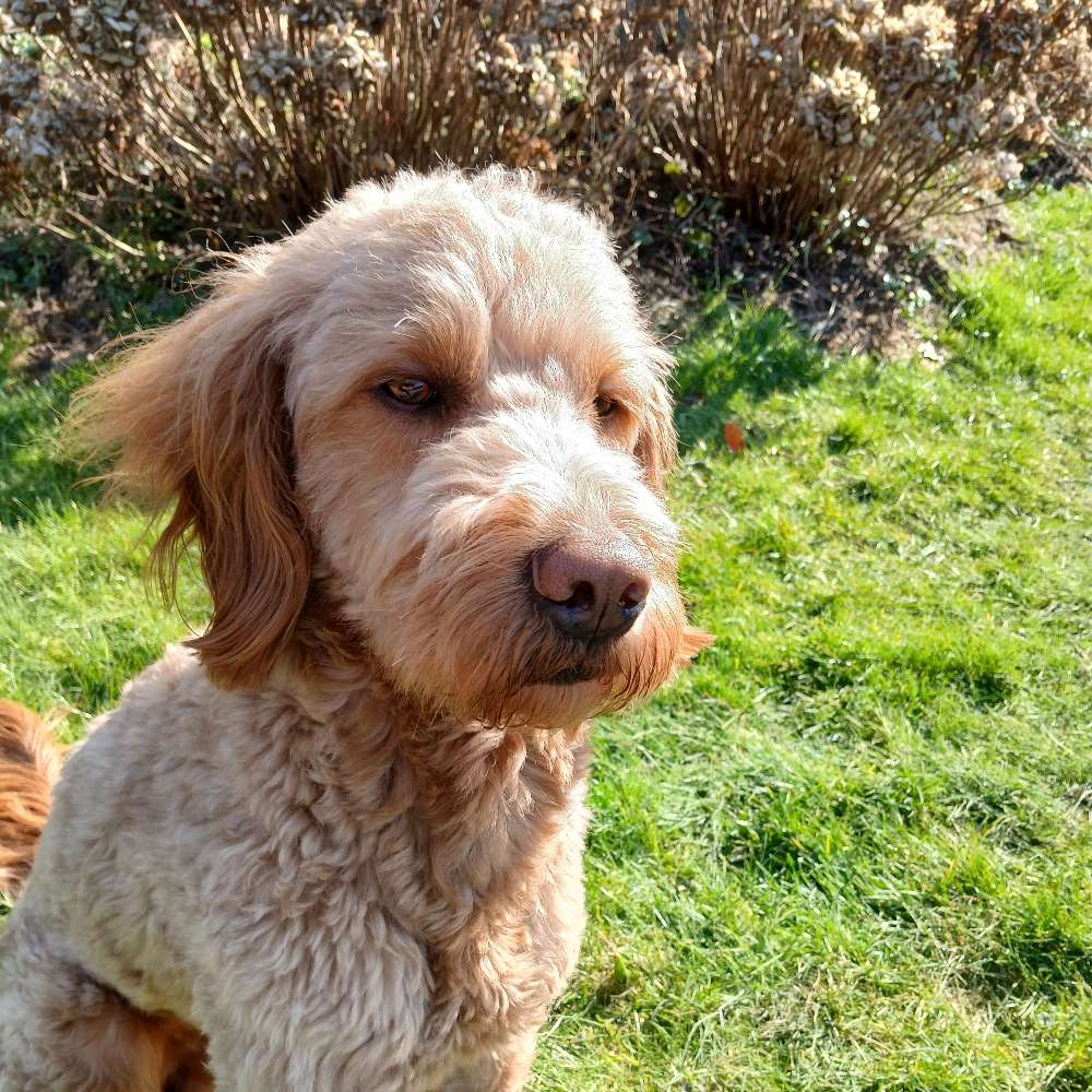 Hundetreffen-Social Walk-Profilbild