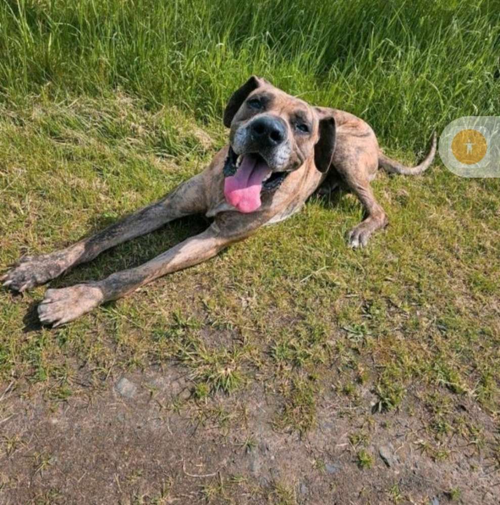 Hundetreffen-Leute mit Hund gesucht für gemeinsame Runde-Profilbild