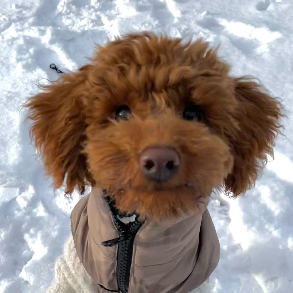 Hundetreffen-Chili sucht Freunde 🫶-Profilbild