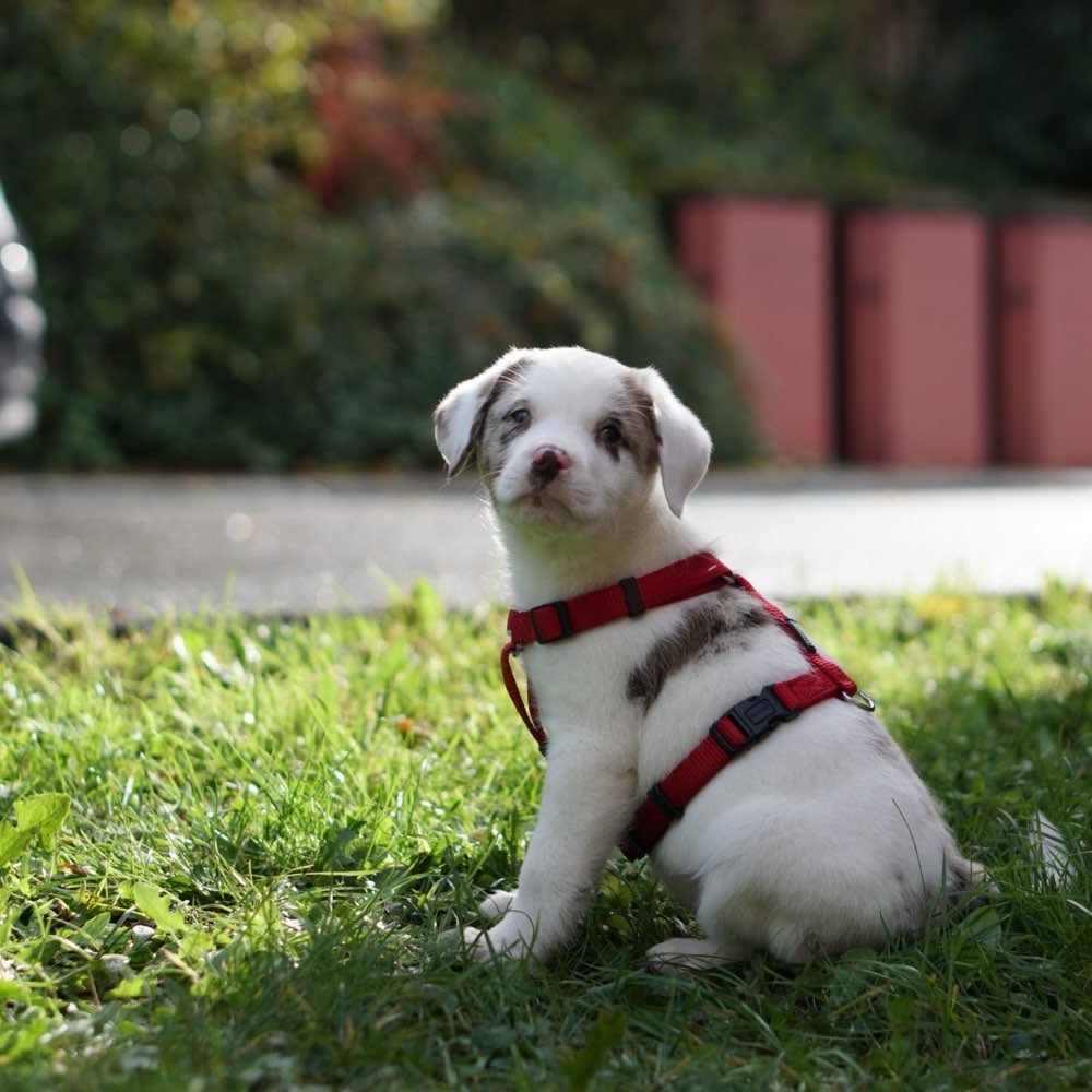 Hundetreffen-Suchen Hunde zur Sozialisierung für unsere Lucy-Profilbild