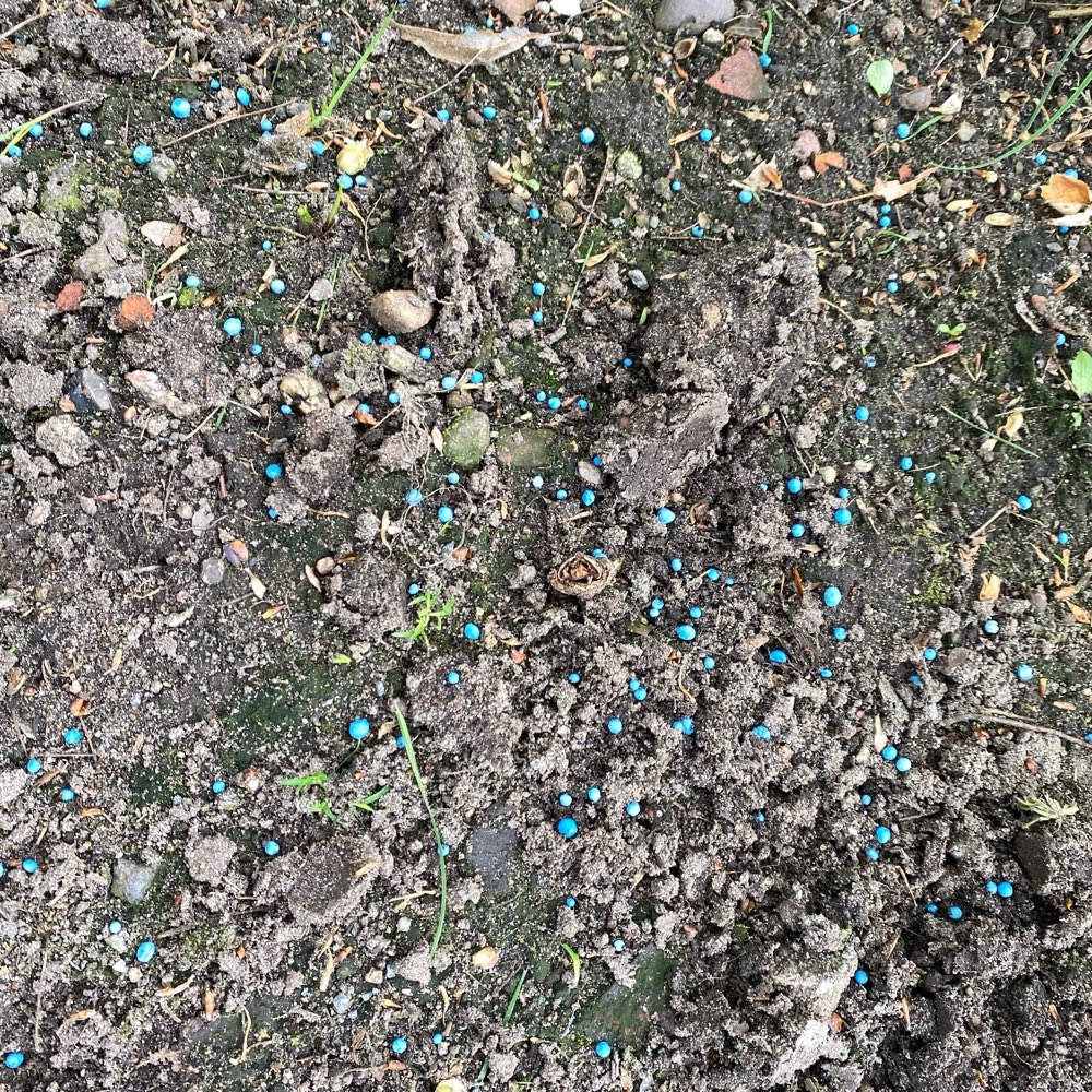 Giftköder-Blaukorn unter Hecke-Profilbild