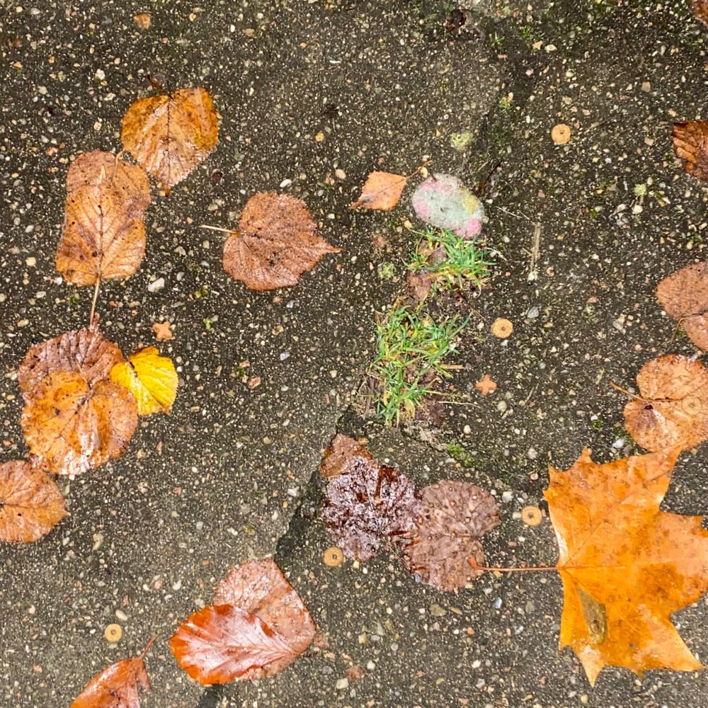 Giftköder-ausgelegtes Trockenfutter!-Profilbild