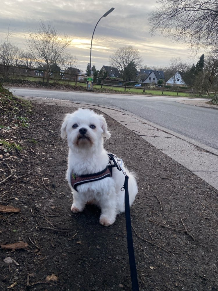 Hundetreffen-Spiele/Trainingstreffen-Profilbild