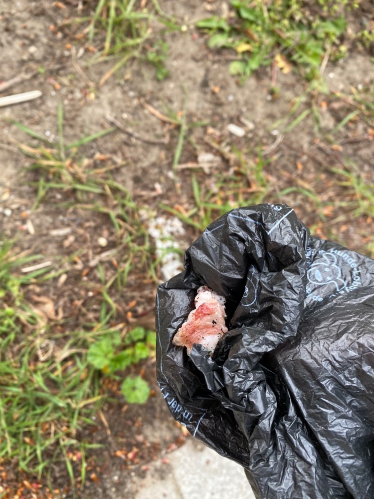 Giftköder-Knochen gefunden-Profilbild