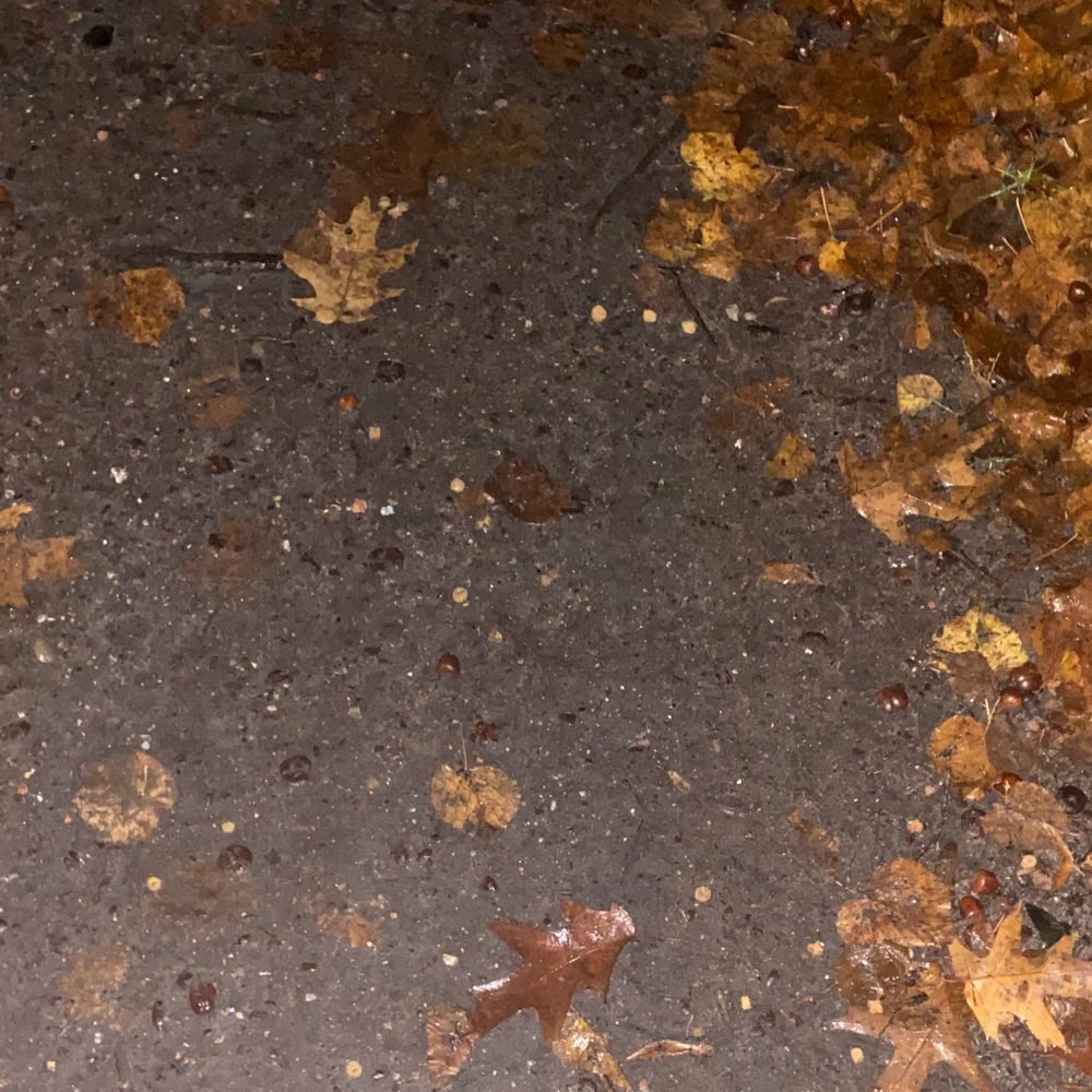 Giftköder-Erneut ausgelegtes Trockenfutter!-Profilbild