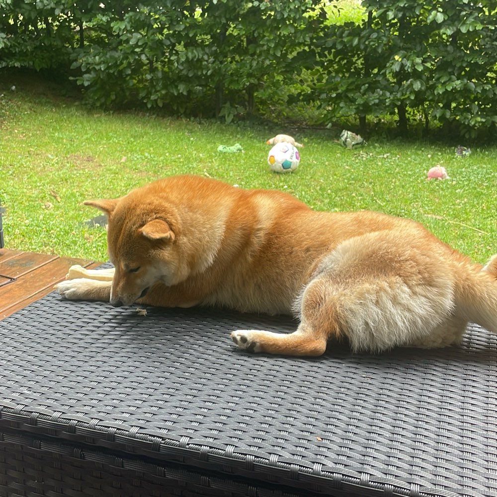 Hundetreffen-Hundetreffen in Unterschleißheim-Profilbild