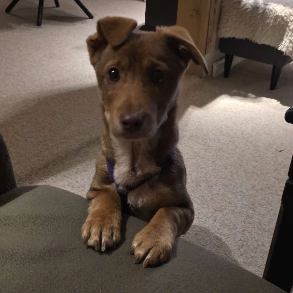 Hundetreffen-Welpen oder soziale Spielkameraden gesucht-Profilbild