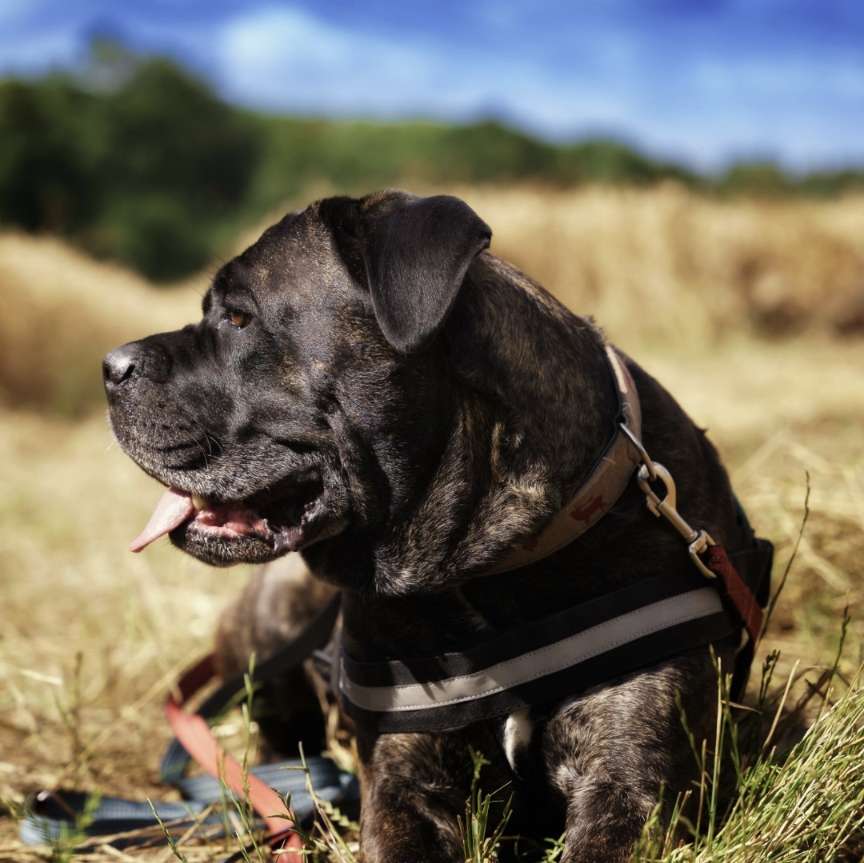 Ersteller:in Cane Corso Profilbild