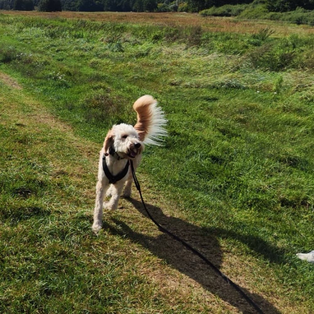 Hundetreffen-Hund-Mensch-Team gesucht-Profilbild
