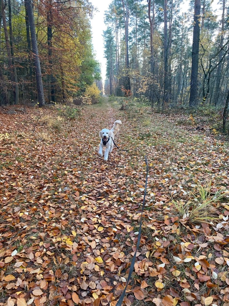 Hundetreffen-Hundefreund:in gesucht (Training/direkter Kontakt)-Profilbild