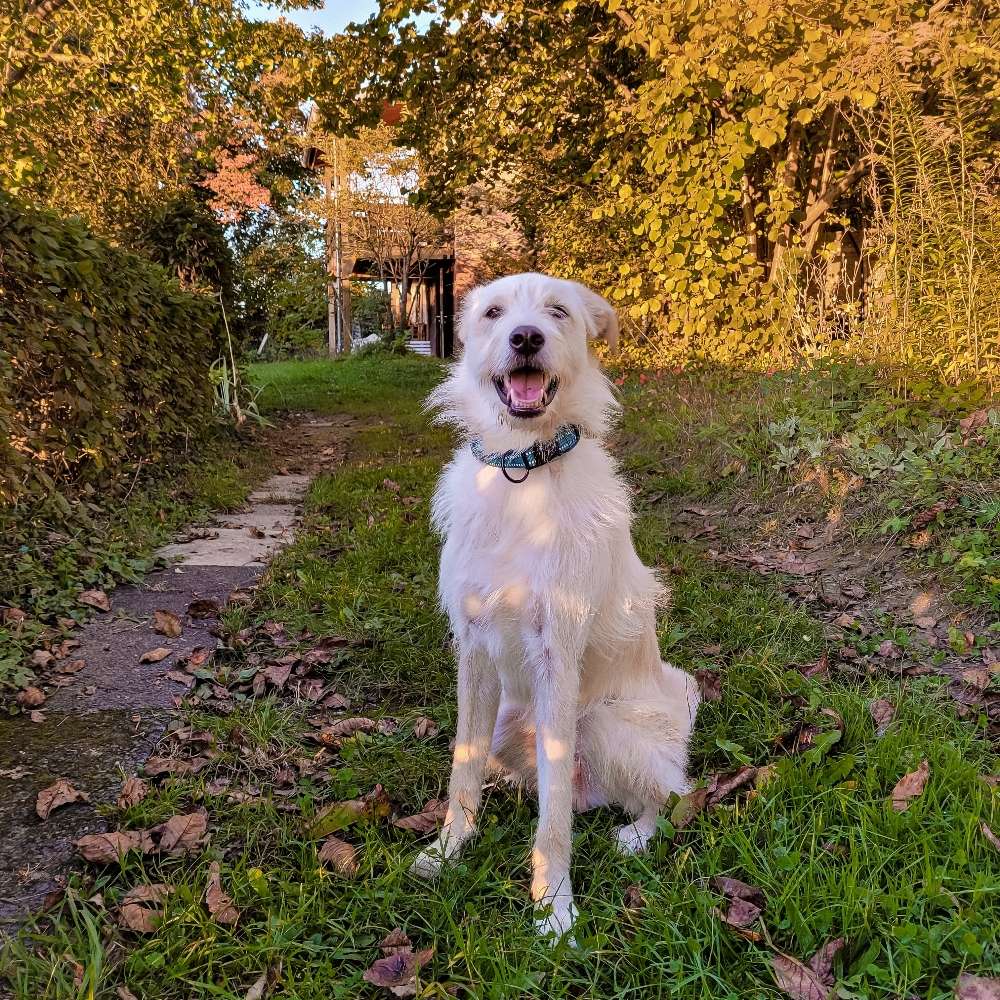 Hundetreffen-Hundesitter gesucht !-Profilbild