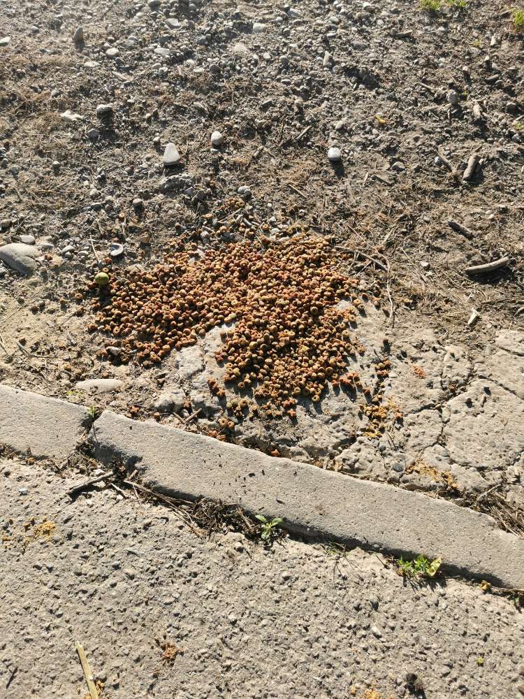 Giftköder-Möglicher Giftköder-Profilbild