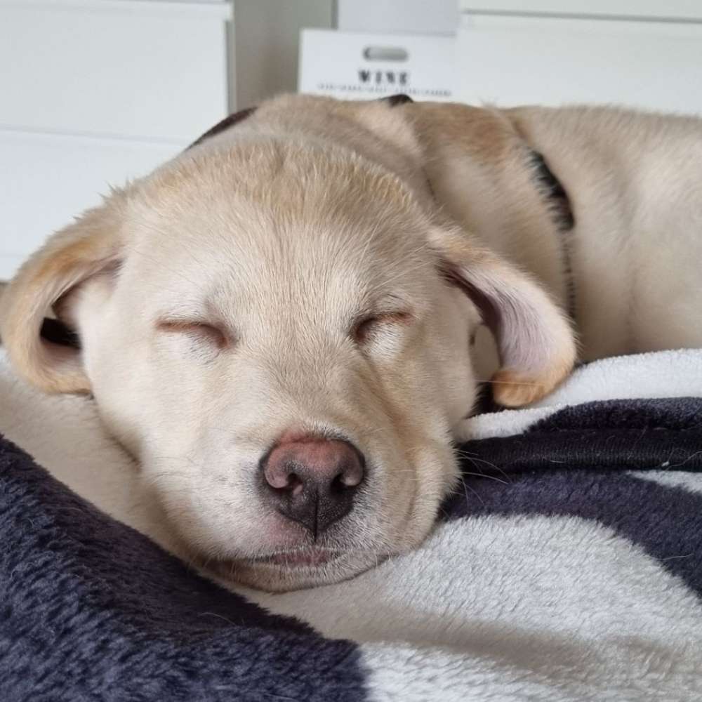 Hundetreffen-Souveräne Hundedamen gesucht-Profilbild